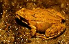 Grasfrosch
